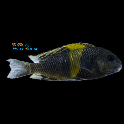 Yellow Banded Tropheus (Tropheus sp. 'Ikola' Kaiser)