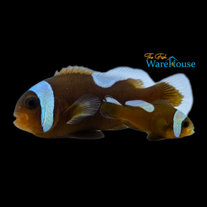 Brown Saddleback Clownfish - Wild (Amphriprion polymnus)