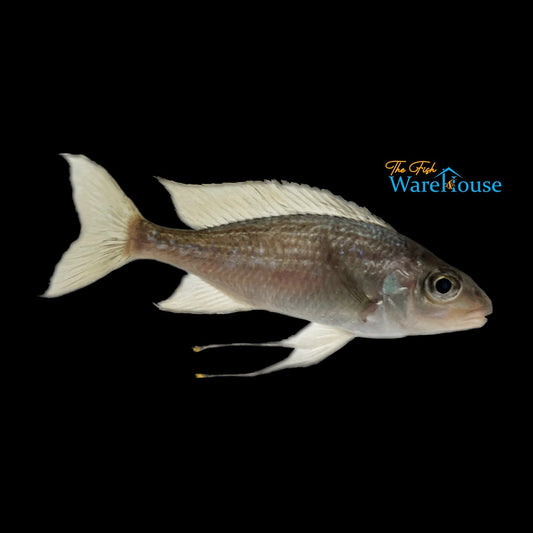 Chaitika 'Black Head' Ventralis (Ophthalmotilapia ventralis 'Chaitika Black Head')