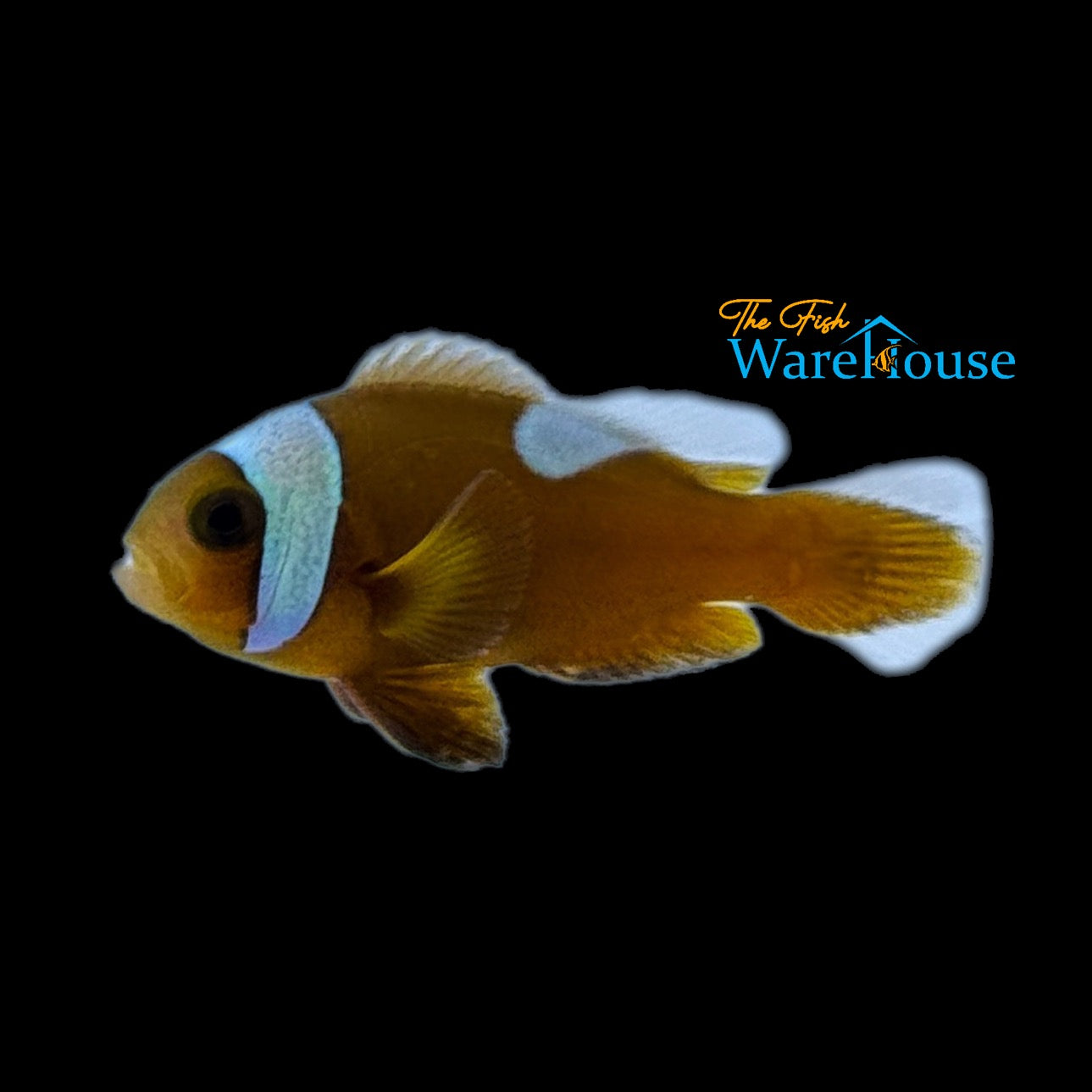 Brown Saddleback Clownfish - Wild (Amphriprion polymnus)