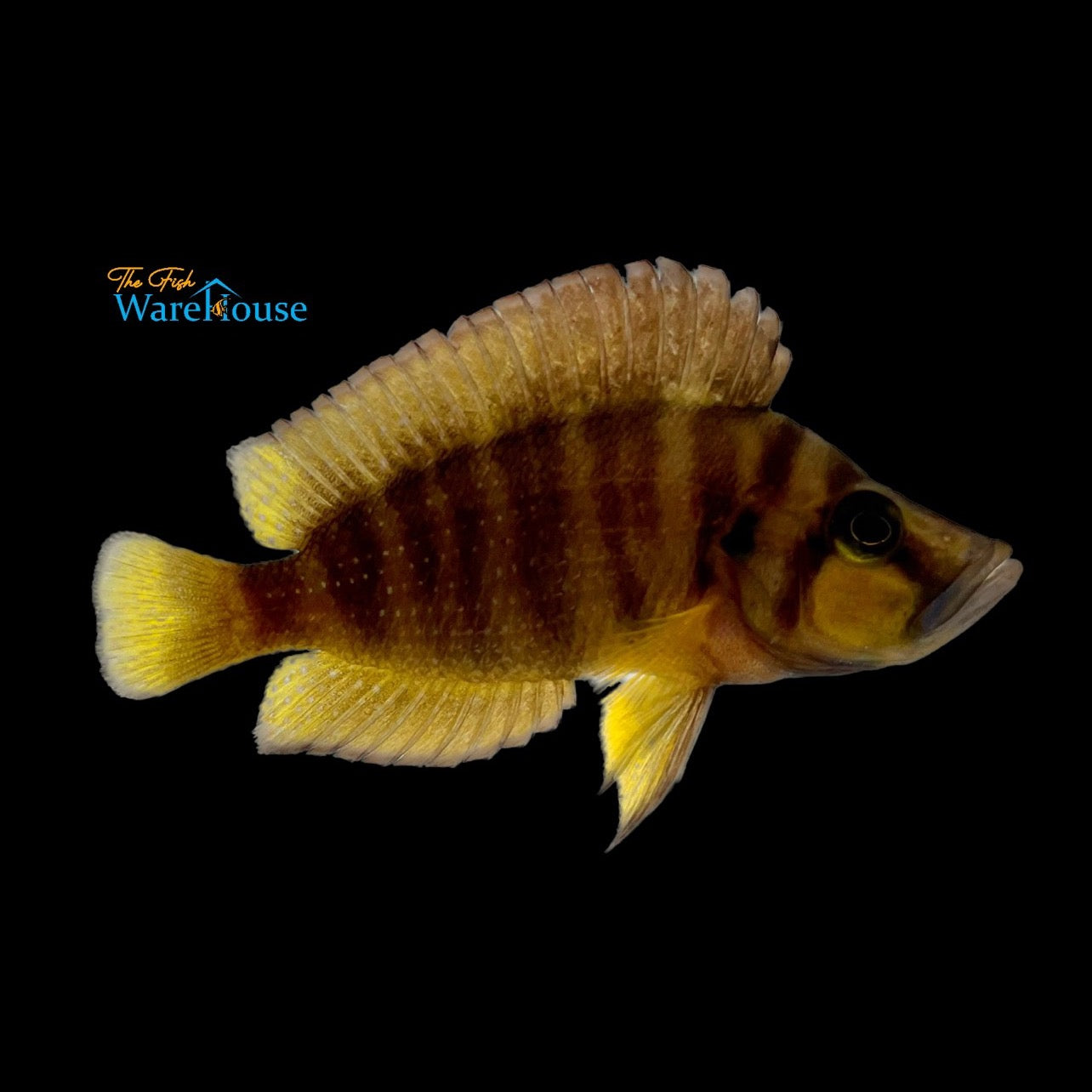 Chaitika Gold Compressiceps (Altolamprologus compressiceps 'Chaitika Yellow')