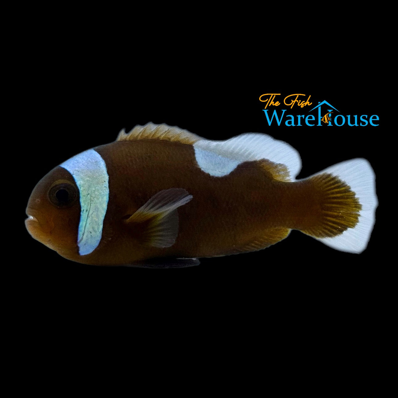 Brown Saddleback Clownfish - Wild (Amphriprion polymnus)