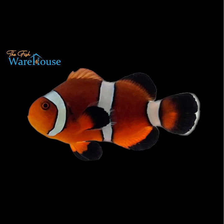 Mai Tai Clownfish (Amphiprion ocellaris x Amphiprion biaculeatus)