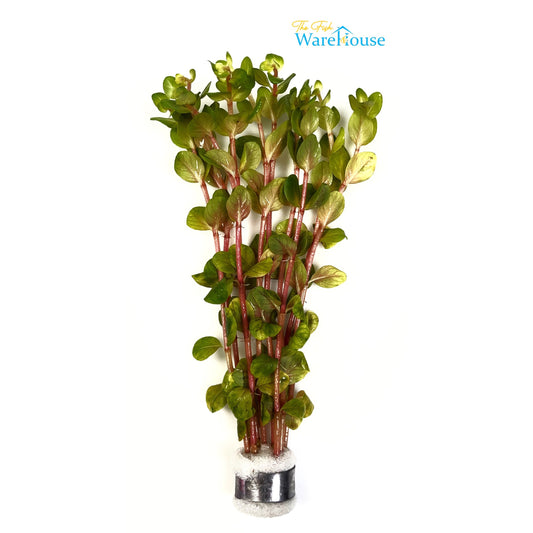 Blood Red Rotala (Rotala rotundifolia blood red)