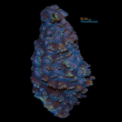 Chalice Coral (Echinophyllia sp.)
