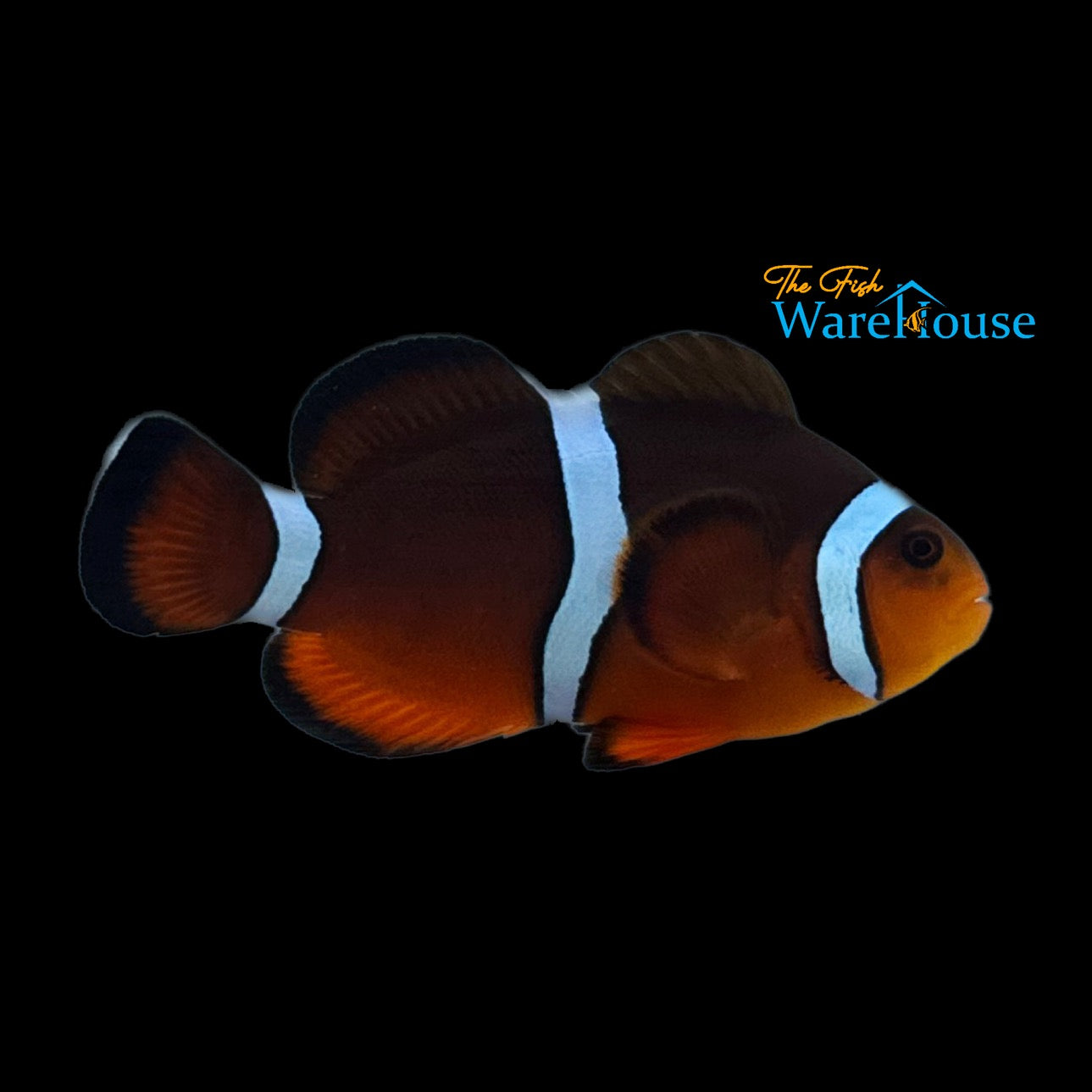 Mai Tai Clownfish (Amphiprion ocellaris x Amphiprion biaculeatus)