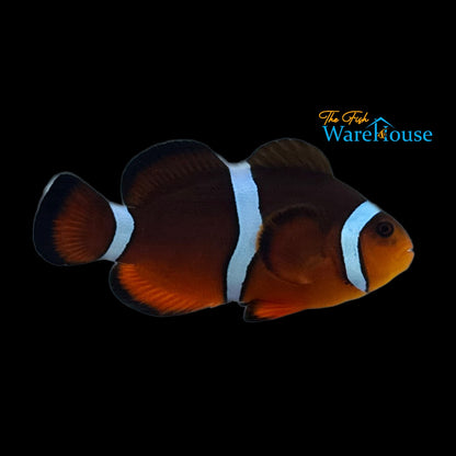 Mai Tai Clownfish (Amphiprion ocellaris x Amphiprion biaculeatus)