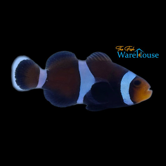 Chocolate Mocha Clownfish (Amphiprion ocellaris)