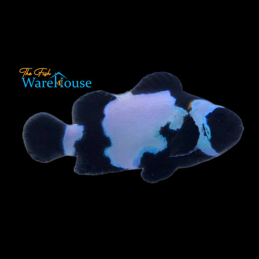 Black Snowflake Clownfish (Amphiprion ocellaris)