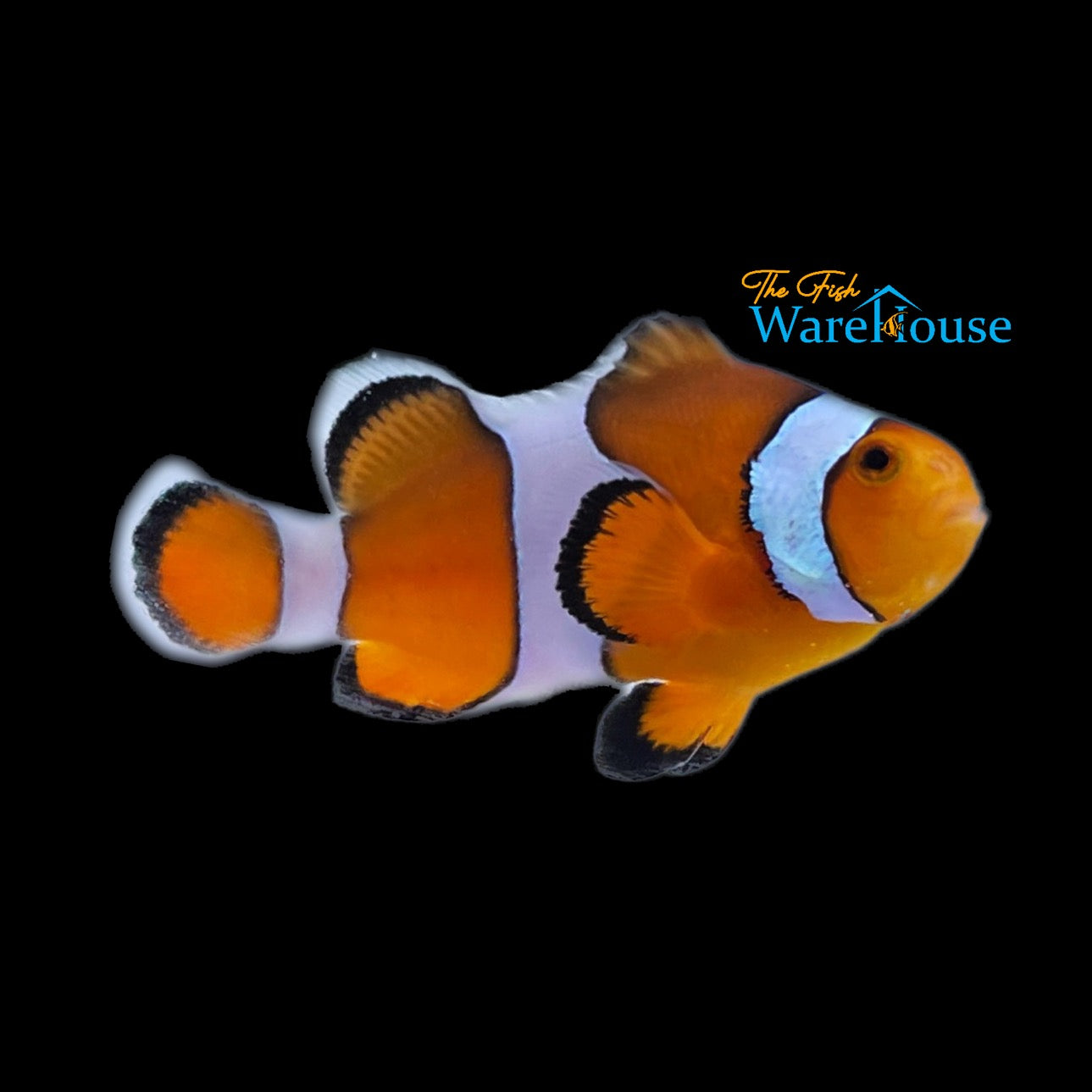 Mocha Clownfish (Amphiprion ocellaris)