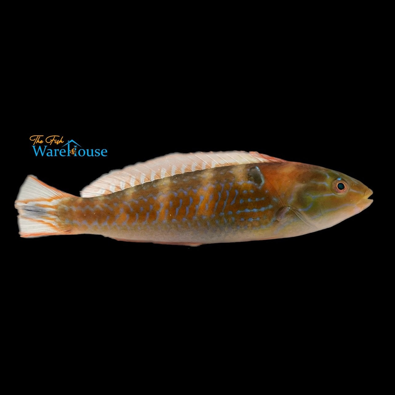 Chameleon Wrasse (Halichoeres dispilus)