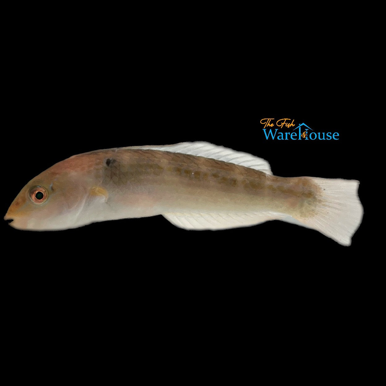 Chameleon Wrasse (Halichoeres dispilus)