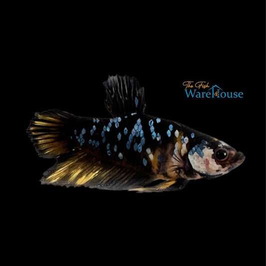 Blue / Black Galaxy Koi Plakat Betta - Male (Betta splendens)