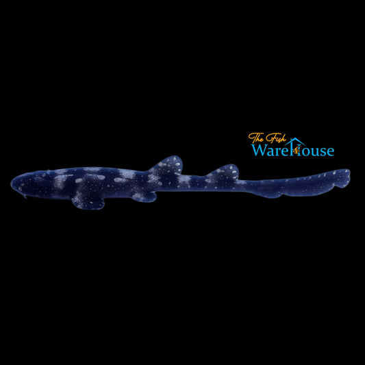 Whitespotted Bamboo Shark - Captive Bred (Chiloscyllium plagiosum)