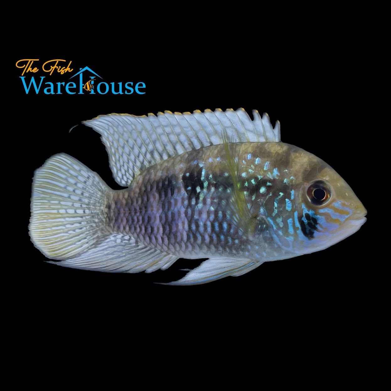 Blue Acara (Andinoacara pulcher)