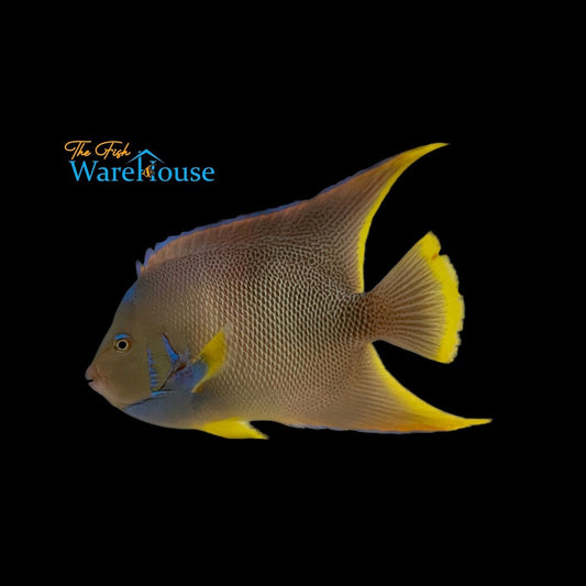 Blue Angelfish - Adult (Holacanthus bermudensis)