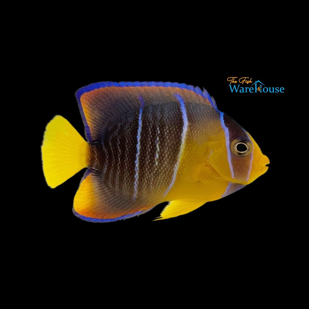 Blue Angelfish - Juvenile (Holacanthus bermudensis)