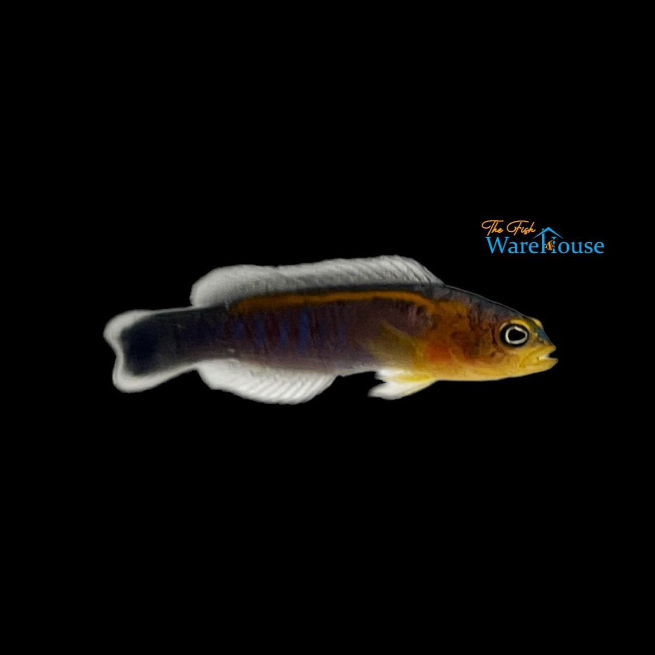 Blue Bar Dottyback (Pseudochromis cyanotaenia)