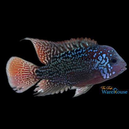 7 Bloods Vieja Cichlid (Vieja x)