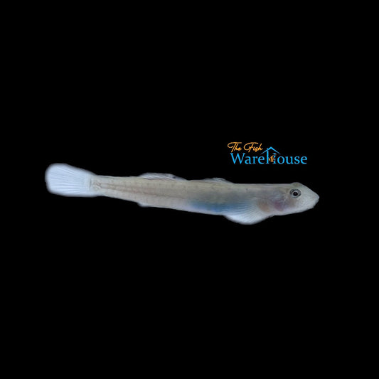 Blue Belly Goby (Lentipes ikeae)