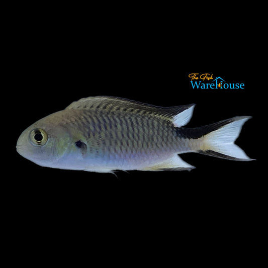 Richardson's Reef Chromis (Pomachromis richardsoni)