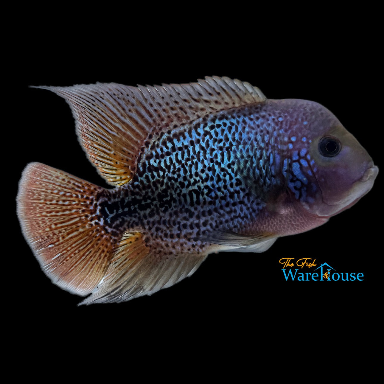 7 Bloods Vieja Cichlid (Vieja x)