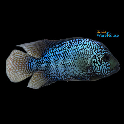 7 Bloods Vieja Cichlid (Vieja x)