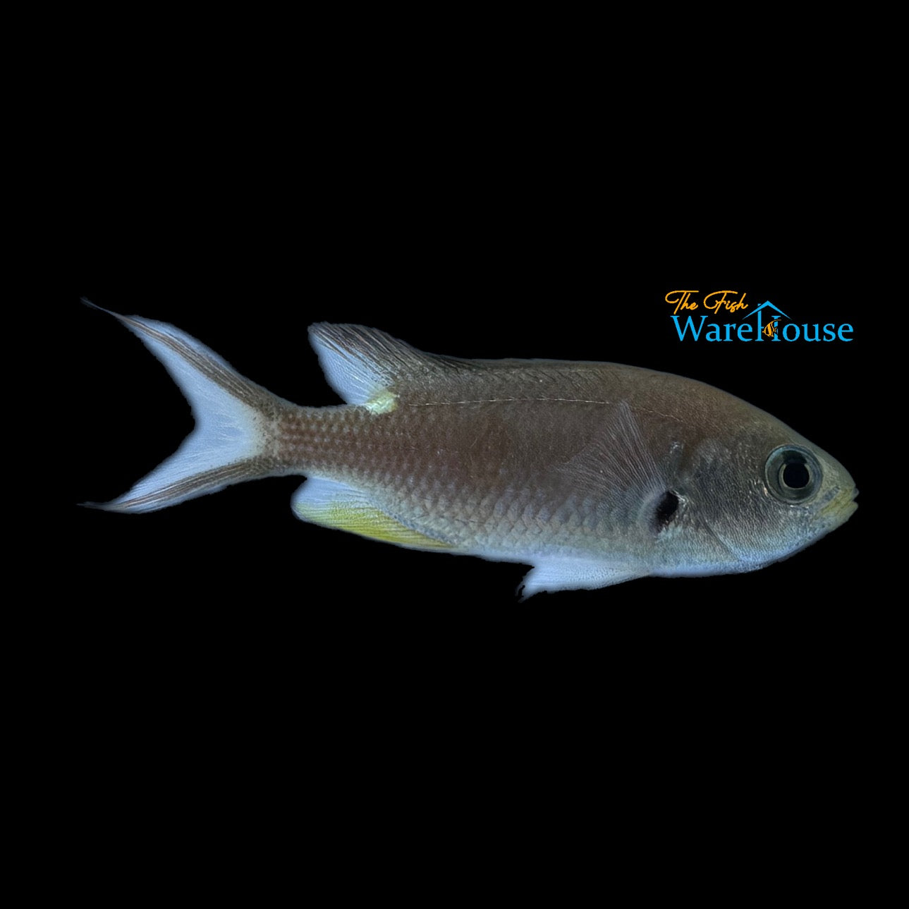 Scissortail Chromis (Chromis atrilobata)