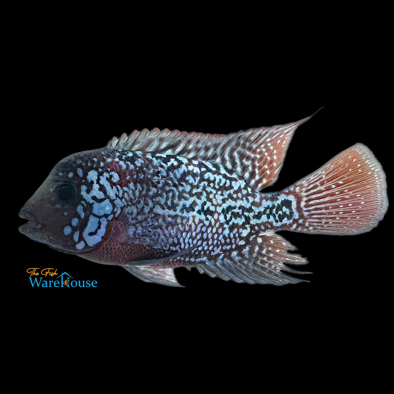 7 Bloods Vieja Cichlid (Vieja x)