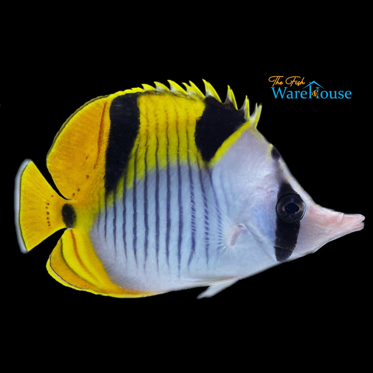 Falcula Butterflyfish (Chaetodon falcula)