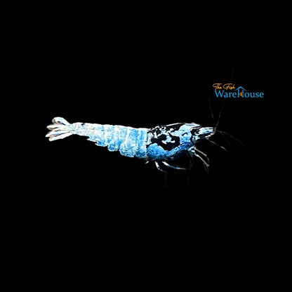 Blue Bolt Shrimp (Caridina cantonensis blue bolt)