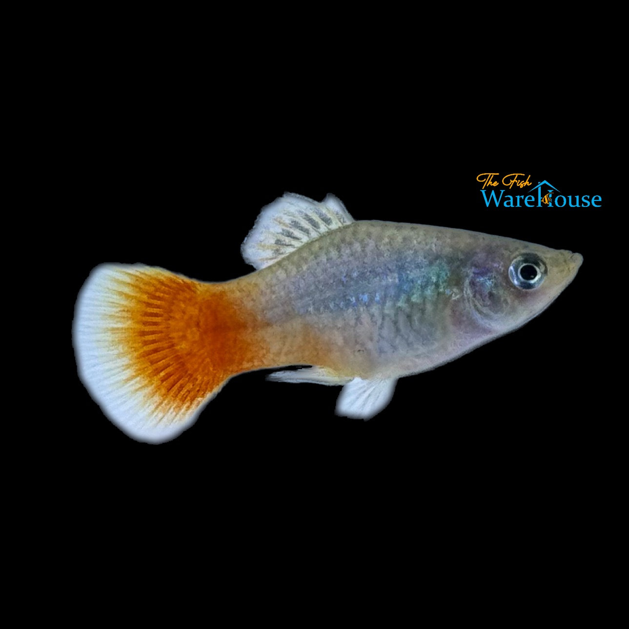 Blue Coral Platy (Xiphophorus maculatus)