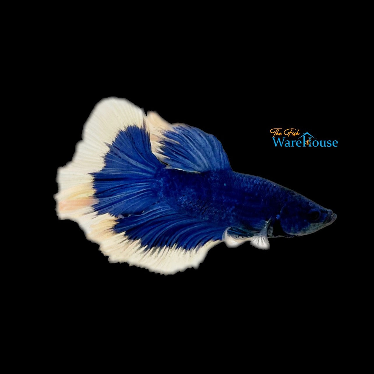 Blue Butterfly Halfmoon Betta - Male (Betta splendens)