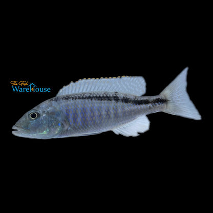 Champsochromis Spilorhynchus