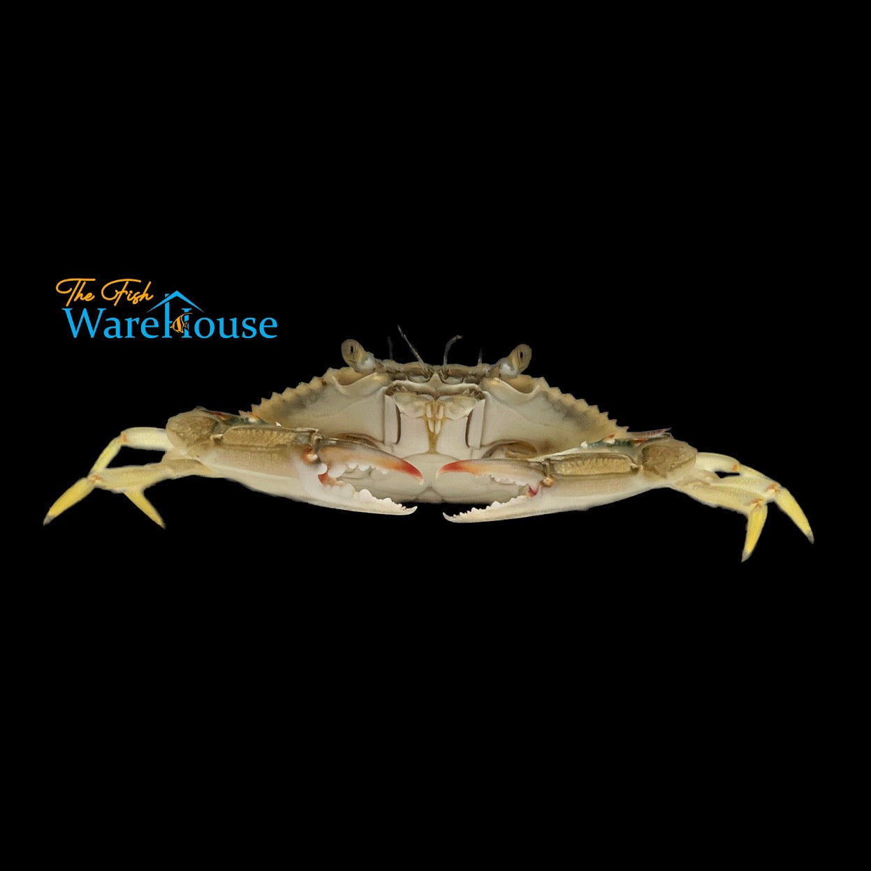 Blue Crab (Callinectes sapidus)