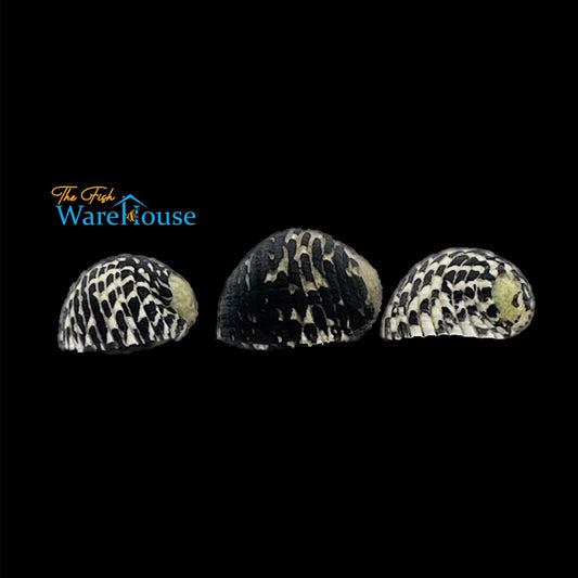 Checkered Nerite Snail (Nerita tessellata)