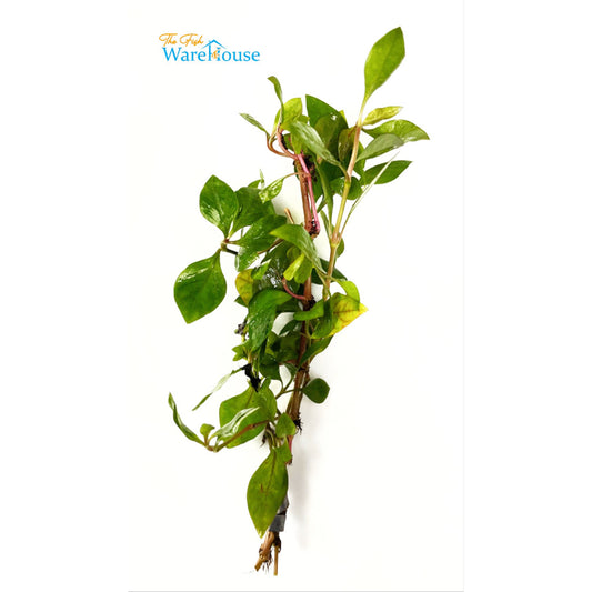 Cherry Hedge (Alternanthera ficoidea 'cherry stem')