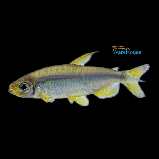 Cherry Red Congo Tetra (Alestopetersius brichardi)