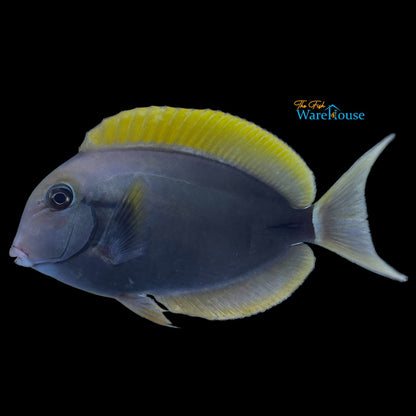 Epaulette Surgeonfish (Acanthurus nigricauda)