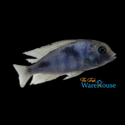 Blue Dolphin (Cyrtocara moorii)