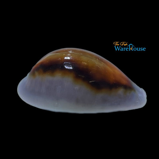 Chestnut Cowrie Snail (Neobernaya spadicea)