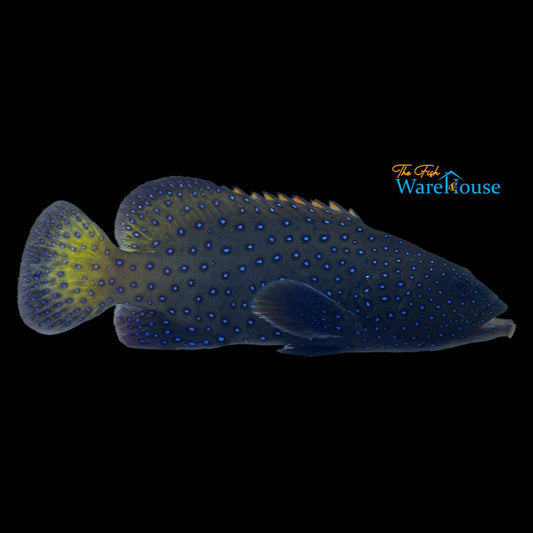 Blue Dot Grouper (Cephalopholis argus)