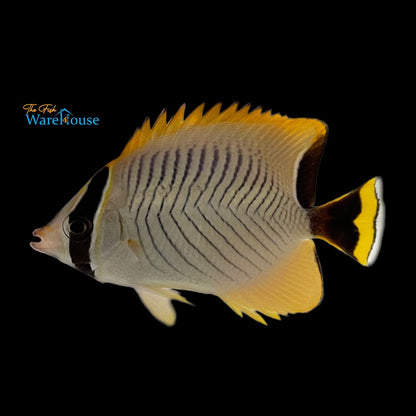 Chevron Butterflyfish (Chaetodon trifascialis)