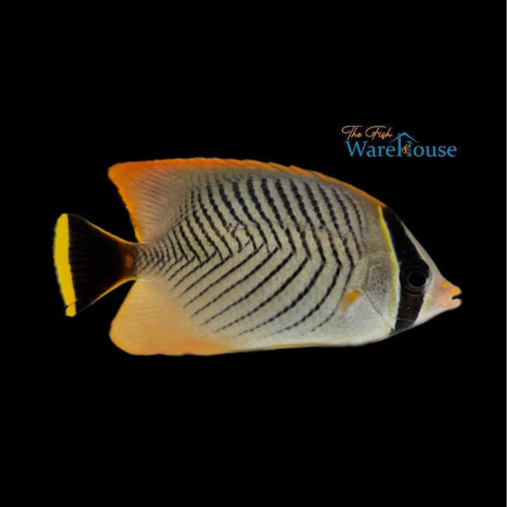 Chevron Butterflyfish (Chaetodon trifascialis)