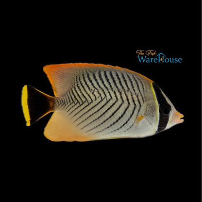 Chevron Butterflyfish (Chaetodon trifascialis)