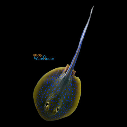 Blue Dot Stingray (Taeniura lymma)