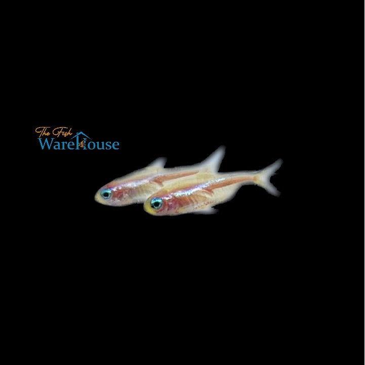 Blue Eye Gold Neon Tetra (Paracheirodon innesi)