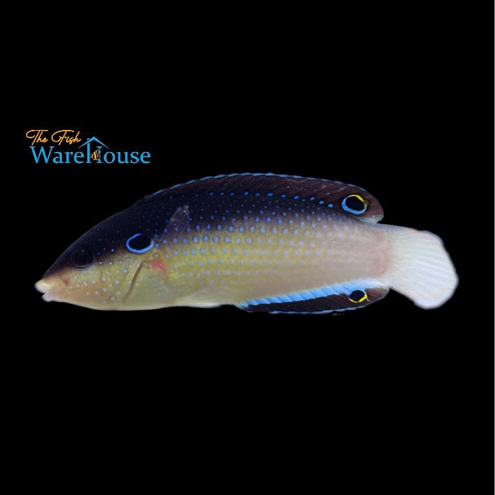 China Wrasse (Anampses neoguinaicus)