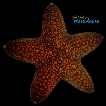 Blunt Arm Sea Star (Pentaster obtusatus)