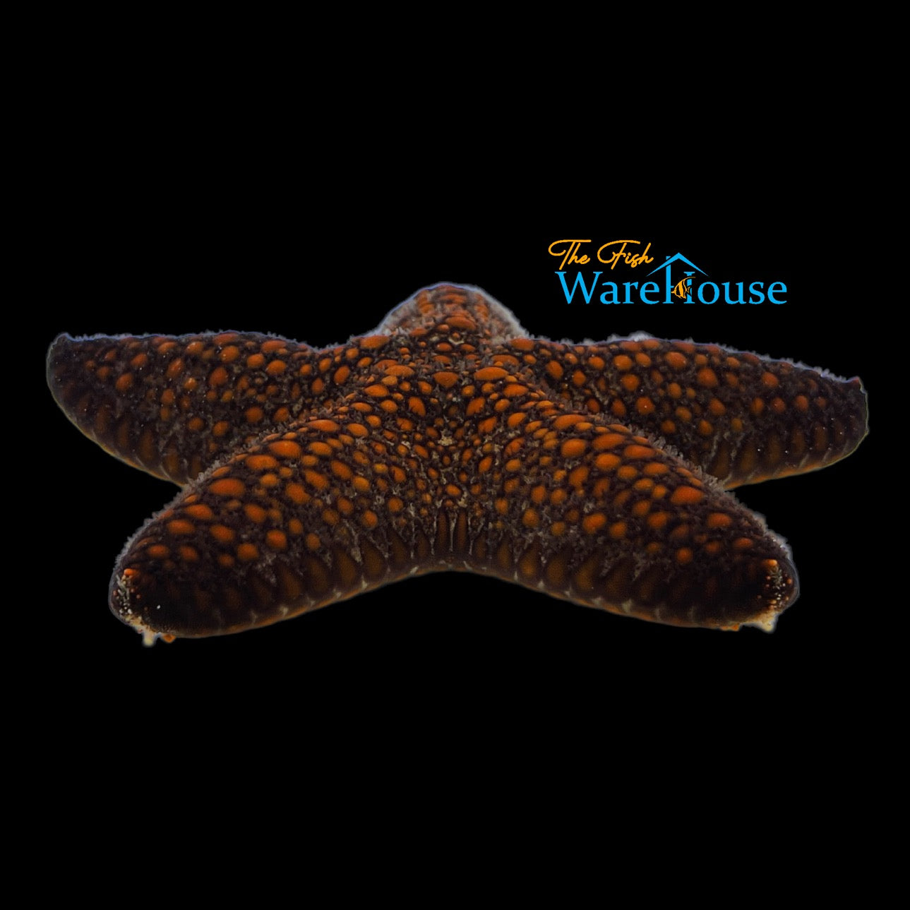 Blunt Arm Sea Star (Pentaster obtusatus)